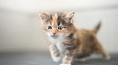 Од хранење на маче мајн конон по месеци